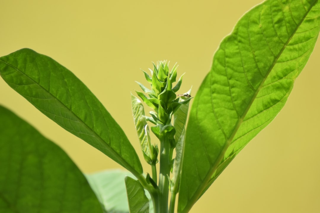 green plant in close up photography